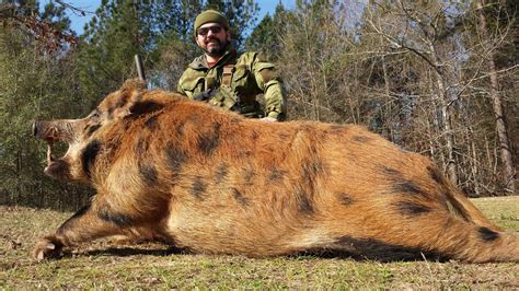 cheap georgia hog hunts